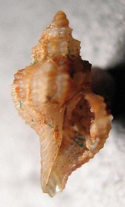 Pleurotomella demosia